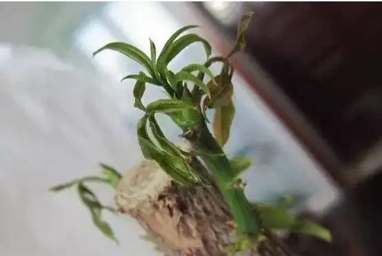 發財樹掉葉,禿成光棍樹,3個小動作起死回生!