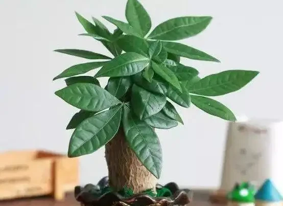 發財樹掉葉,禿成光棍樹,3個小動作起死回生!