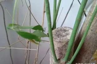 發財樹掉葉，禿成光棍樹，3個小動作起死回生！