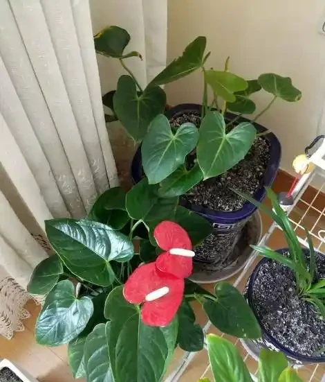 教你一招,解決火鶴花葉子枯邊,很快就恢復,一片葉子一朵花