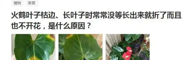 教你一招,解決火鶴花葉子枯邊,很快就恢復,一片葉子一朵花