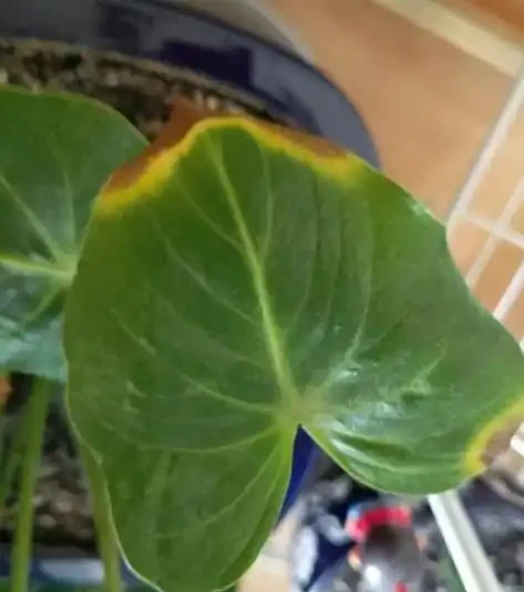 教你一招,解決火鶴花葉子枯邊,很快就恢復,一片葉子一朵花