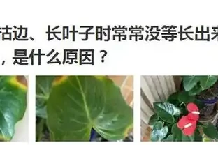 教你一招，解決火鶴花葉子枯邊，很快就恢復，一片葉子一朵花