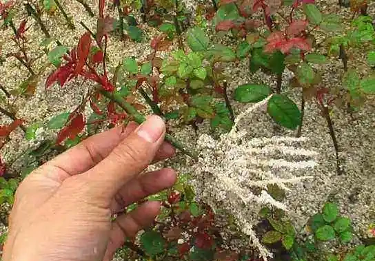 發根粉全沒用,4種免費長根法,盆栽植物秒成活