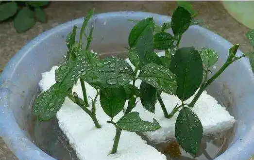 發根粉全沒用,4種免費長根法,盆栽植物秒成活