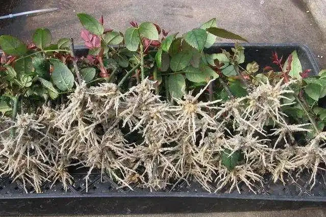 發根粉全沒用,4種免費長根法,盆栽植物秒成活