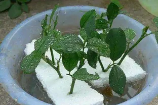 發根粉全沒用，4種免費長根法，盆栽植物秒成活