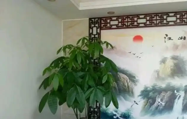 給大的發財樹換盆,這樣配土,不倒伏,不腐根,恢復快