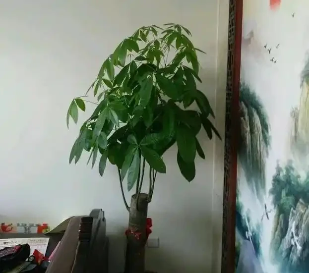 給大的發財樹換盆,這樣配土,不倒伏,不腐根,恢復快
