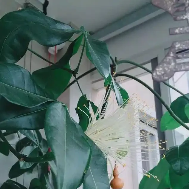 給大的發財樹換盆,這樣配土,不倒伏,不腐根,恢復快
