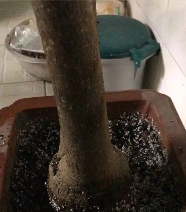 給大的發財樹換盆,這樣配土,不倒伏,不腐根,恢復快