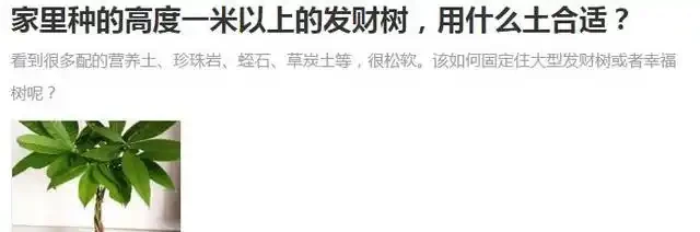 給大的發財樹換盆,這樣配土,不倒伏,不腐根,恢復快