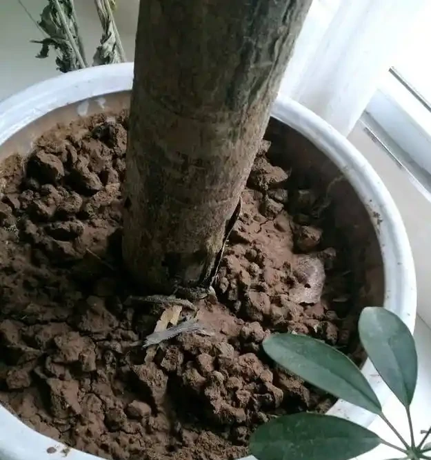 給大的發財樹換盆,這樣配土,不倒伏,不腐根,恢復快