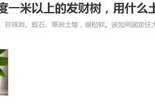給大的發財樹換盆，這樣配土，不倒伏，不腐根，恢復快