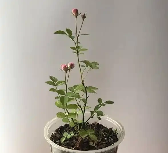 一分鐘教會你,水耕長根的玫瑰花移植方法,成活就這麼簡單