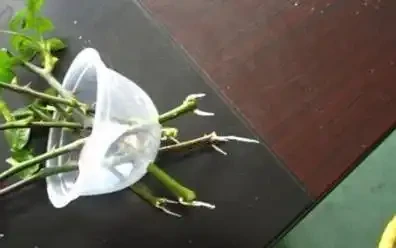 一分鐘教會你,水耕長根的玫瑰花移植方法,成活就這麼簡單