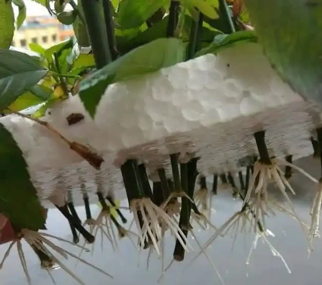 一分鐘教會你,水耕長根的玫瑰花移植方法,成活就這麼簡單