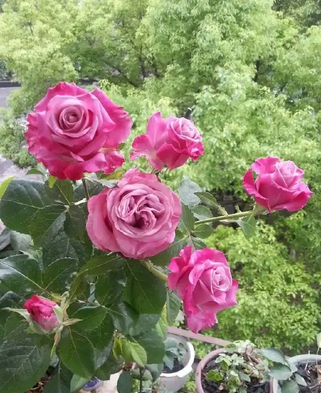 陽臺養一株,四季有花賞
