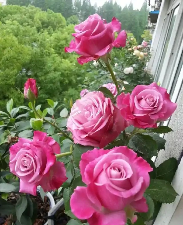 豐花勤花