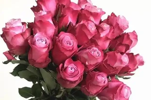 適合新手養的盆栽花，植株低矮，養護容易，漂亮似玫瑰，四季開花