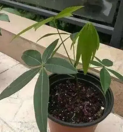 一片葉子丟花盆,長出一棵發財樹,這技術,逆天了