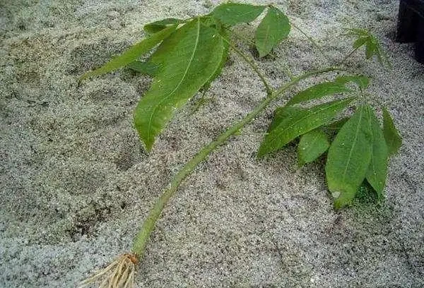 一片葉子丟花盆,長出一棵發財樹,這技術,逆天了