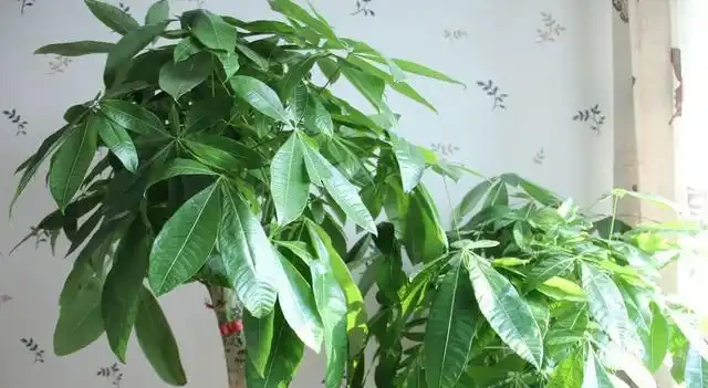 一片葉子丟花盆,長出一棵發財樹,這技術,逆天了