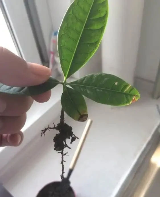一片葉子丟花盆,長出一棵發財樹,這技術,逆天了