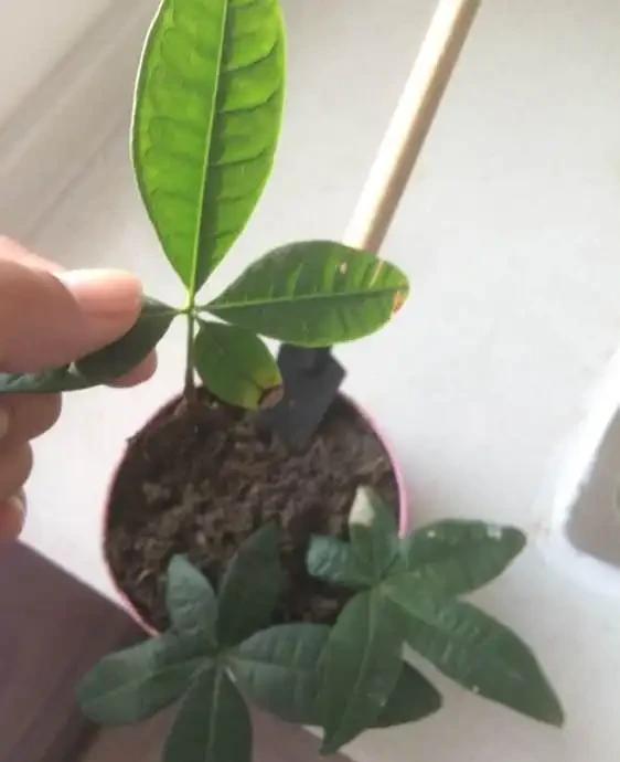 一片葉子丟花盆,長出一棵發財樹,這技術,逆天了
