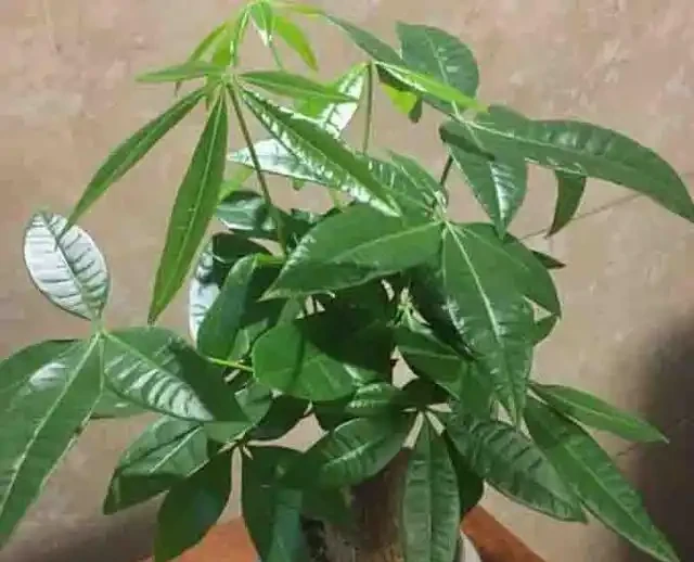一片葉子丟花盆,長出一棵發財樹,這技術,逆天了