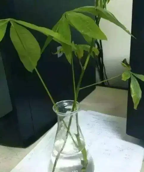 一片葉子丟花盆,長出一棵發財樹,這技術,逆天了