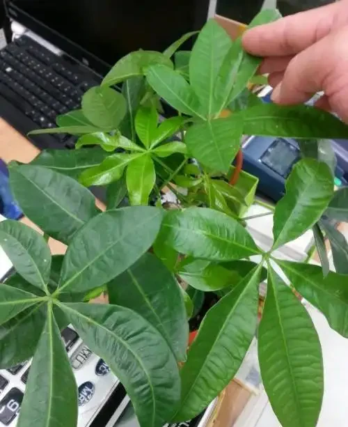 一片葉子丟花盆,長出一棵發財樹,這技術,逆天了