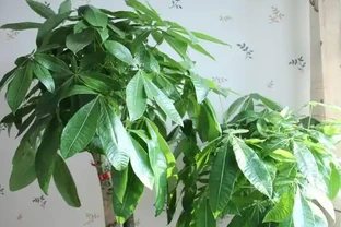 一片葉子丟花盆，長出一棵發財樹，這技術，逆天了