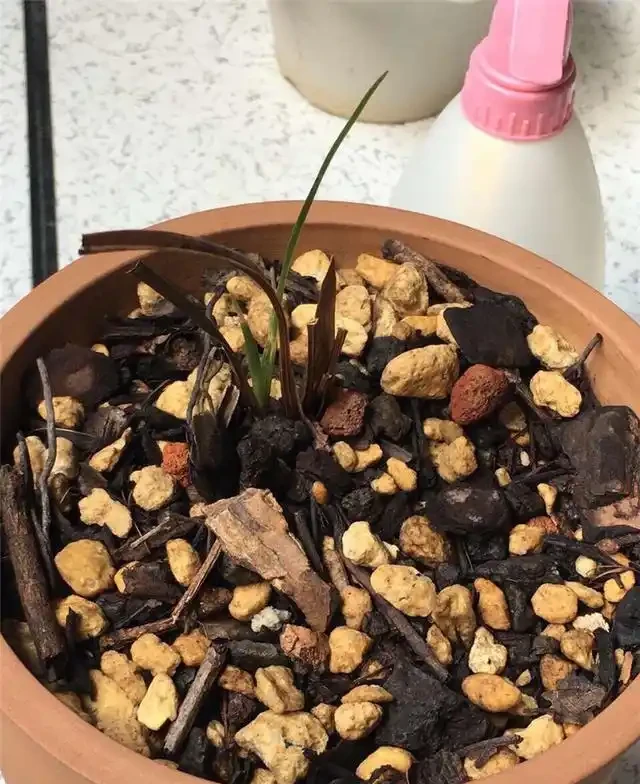 養蘭妙手養蘭花,乾枯「老蘭苗」,悄然冒新芽,成功救活了!