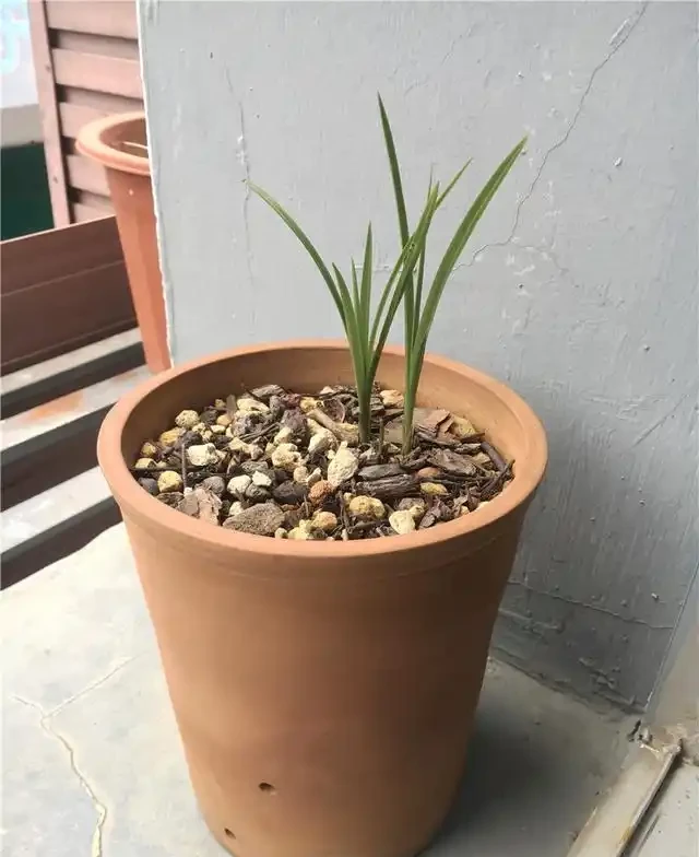 養蘭妙手養蘭花,乾枯「老蘭苗」,悄然冒新芽,成功救活了!