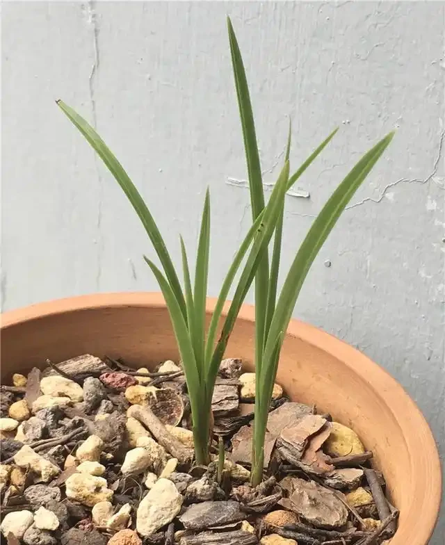 養蘭妙手養蘭花,乾枯「老蘭苗」,悄然冒新芽,成功救活了!