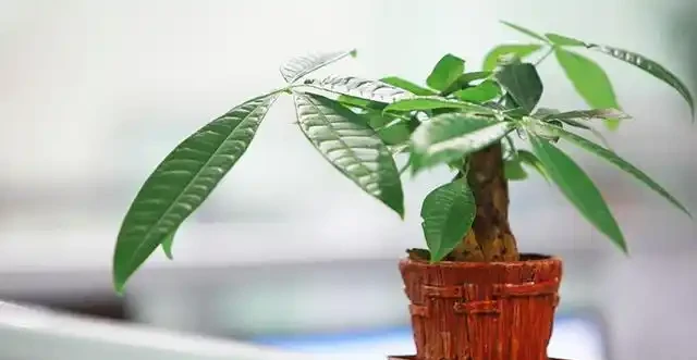 發財樹施肥正確方法,你之前做對了嗎?
