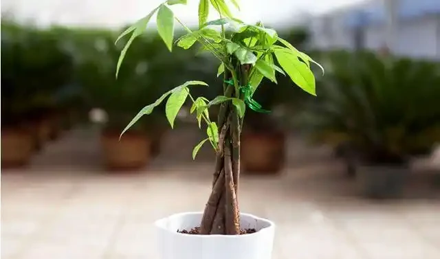 發財樹施肥正確方法,你之前做對了嗎?