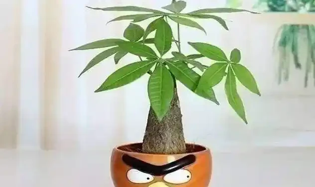 發財樹施肥正確方法,你之前做對了嗎?