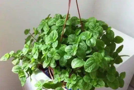 這10種花專吸二手菸,家裡養一盆,淨化空氣身體越來越好!