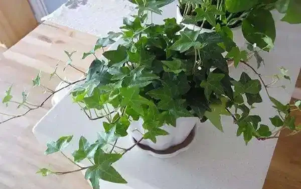這10種花專吸二手菸,家裡養一盆,淨化空氣身體越來越好!