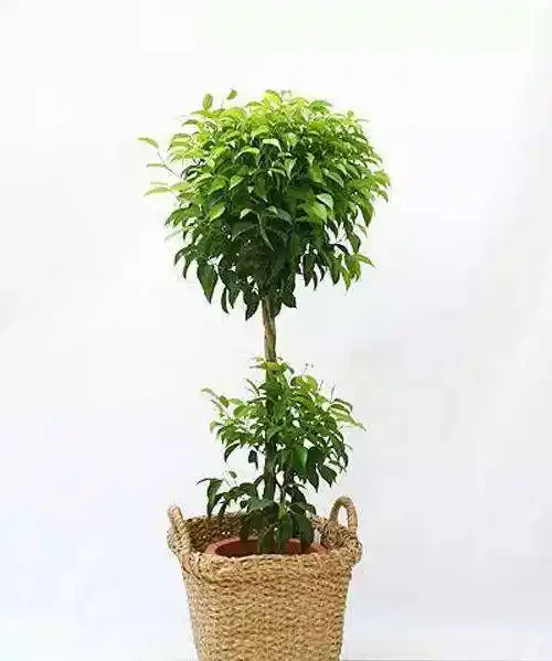 這10種花專吸二手菸,家裡養一盆,淨化空氣身體越來越好!