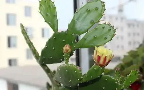 這10種花專吸二手菸,家裡養一盆,淨化空氣身體越來越好!