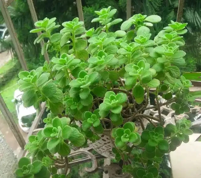這10種花專吸二手菸,家裡養一盆,淨化空氣身體越來越好!