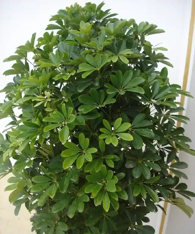 這10種花專吸二手菸,家裡養一盆,淨化空氣身體越來越好!