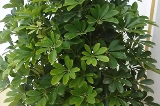 這10種花專吸二手菸，家裡養一盆，淨化空氣身體越來越好！
