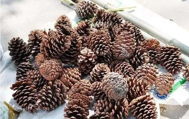還在用松塔,花生殼之類的東西墊花盆嗎?用這些東西就大錯特錯了