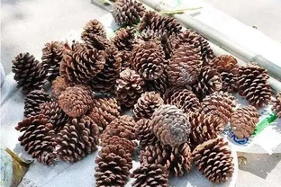 還在用松塔，花生殼之類的東西墊花盆嗎？用這些東西就大錯特錯了