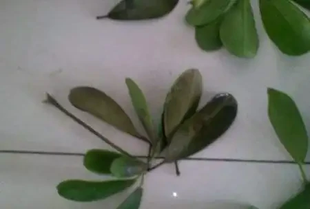 鵝掌藤葉子變黑掉落真難看,彆著急,學會這幾招就可以快速解決