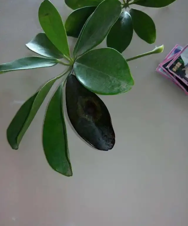 鵝掌藤葉子變黑掉落真難看,彆著急,學會這幾招就可以快速解決
